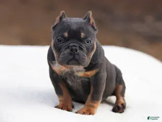 American Bully dogs Blue Tri - Ad 20