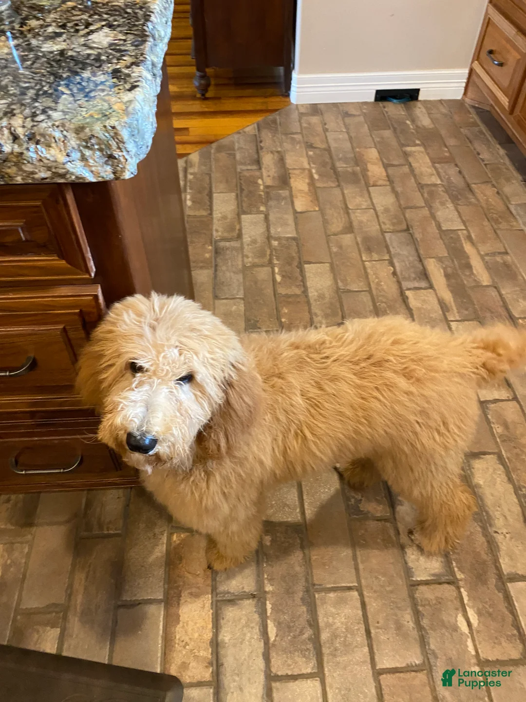 Mixed Breed dogs for sale: Female # 5 English  Shepherd Doodle  - Ad 21