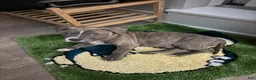 American Bully dogs for sale: Chico - Ad 4