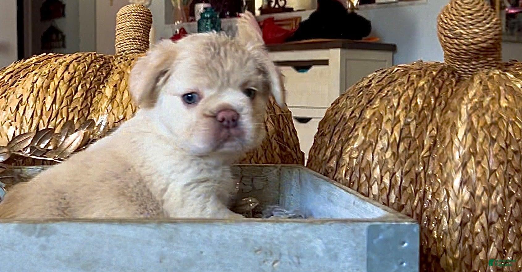 French Bulldog dogs Boo - Ad 20