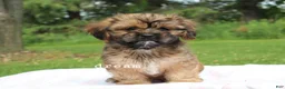Mixed Breed dogs for sale: Briar - Ad 3