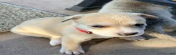 Mixed Breed dogs for sale: Pitsky femlae 6 - Ad 4