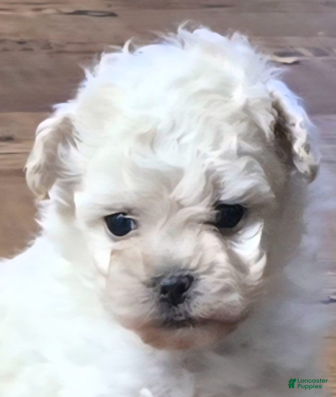 Standard Poodle dogs for sale: Ghost - Ad 7