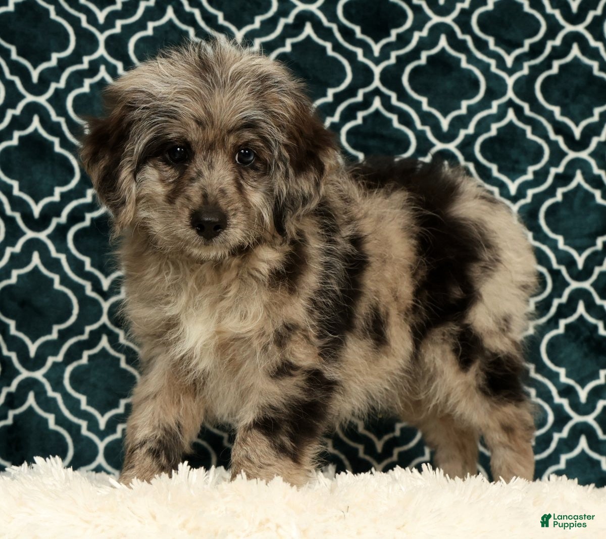 Mini Aussiedoodle dogs Moose - Ad 1