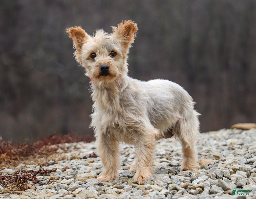 Yorkiepoo dogs for sale: Archie - Ad 7