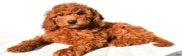 Mini Goldendoodle dogs for sale: Sienna - Ad 7