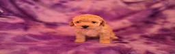 Mixed Breed dogs for sale: Peaches - Ad 2