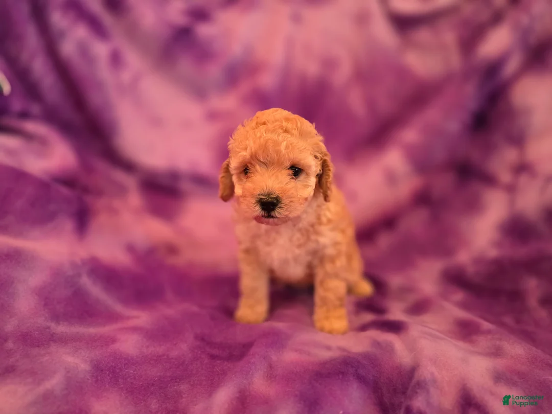 Mixed Breed dogs for sale: Peaches - Ad 2