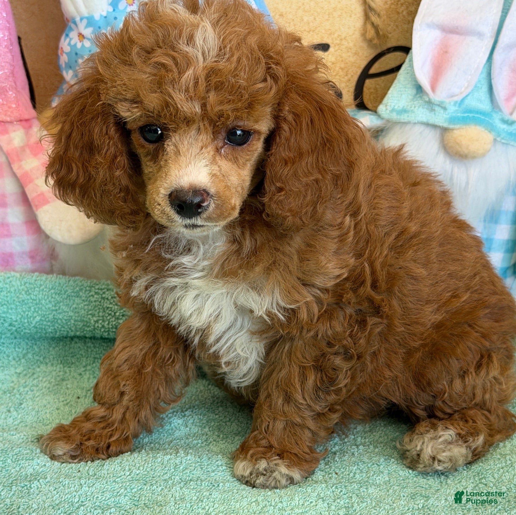 Miniature Poodle dogs Pixie - Ad 1