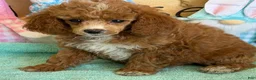 Miniature Poodle dogs for sale: Pixie - Ad 1
