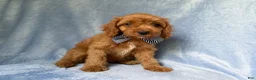 Cavapoo dogs for sale: Moose - Ad 7