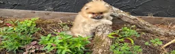 Pomeranian dogs for sale: Timber - Ad 10