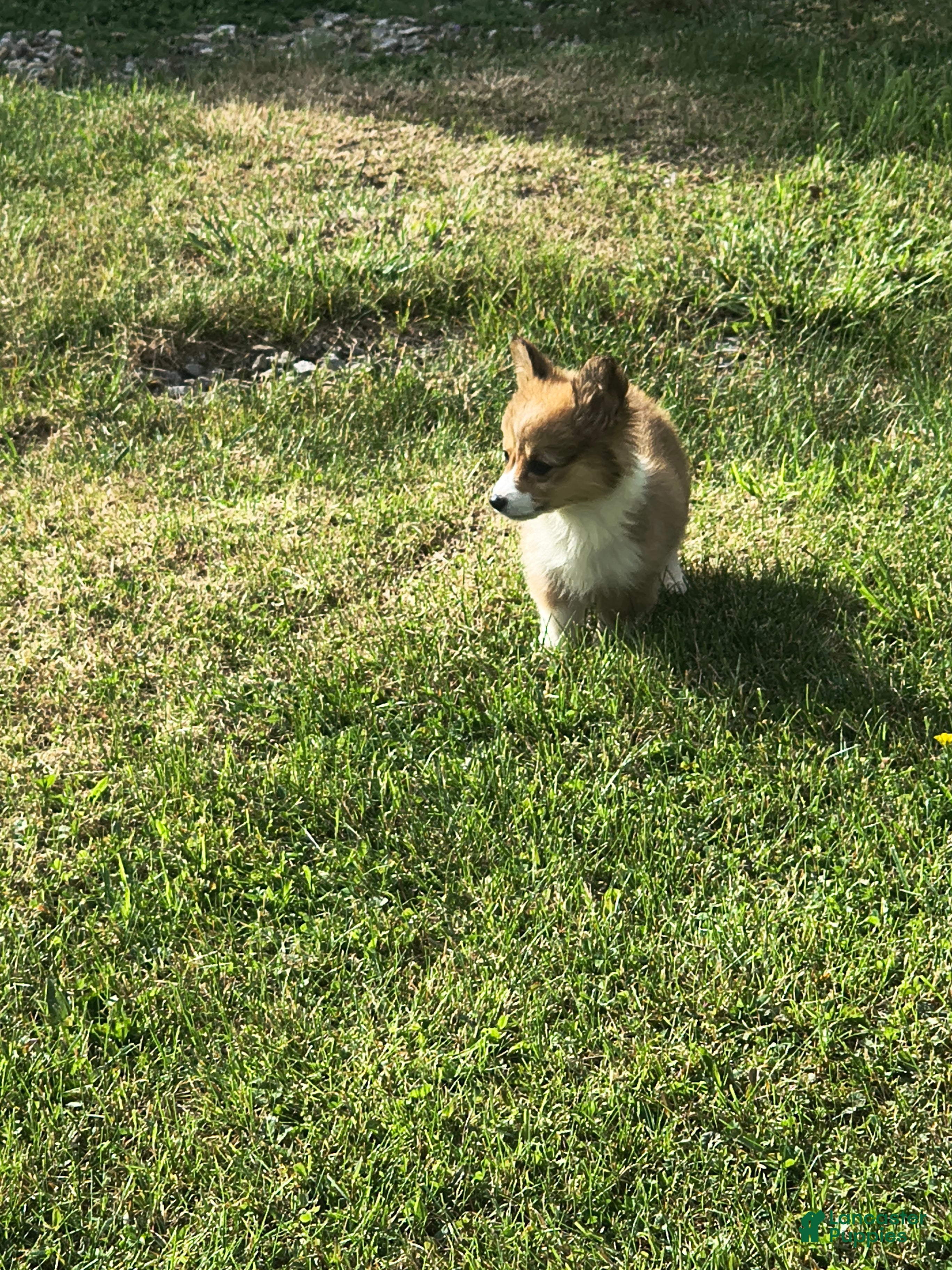 Welsh Corgi Pembroke dogs Welsh Corgi Pembroke Puppy 2 - Ad 31