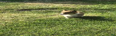 Welsh Corgi Pembroke Puppy 2