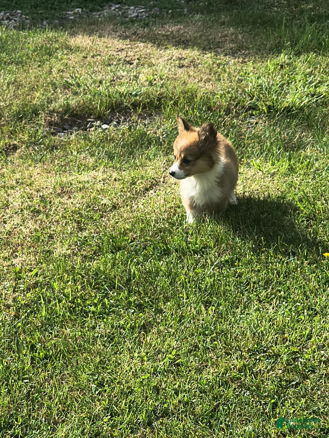 Welsh Corgi Pembroke dogs for sale: Welsh Corgi Pembroke Puppy 2 - Ad 1