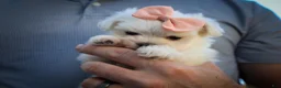 Maltese dogs for sale: Melodie 💕  - Ad 4
