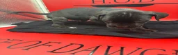 Cane Corso dogs for sale: Zane - Ad 3