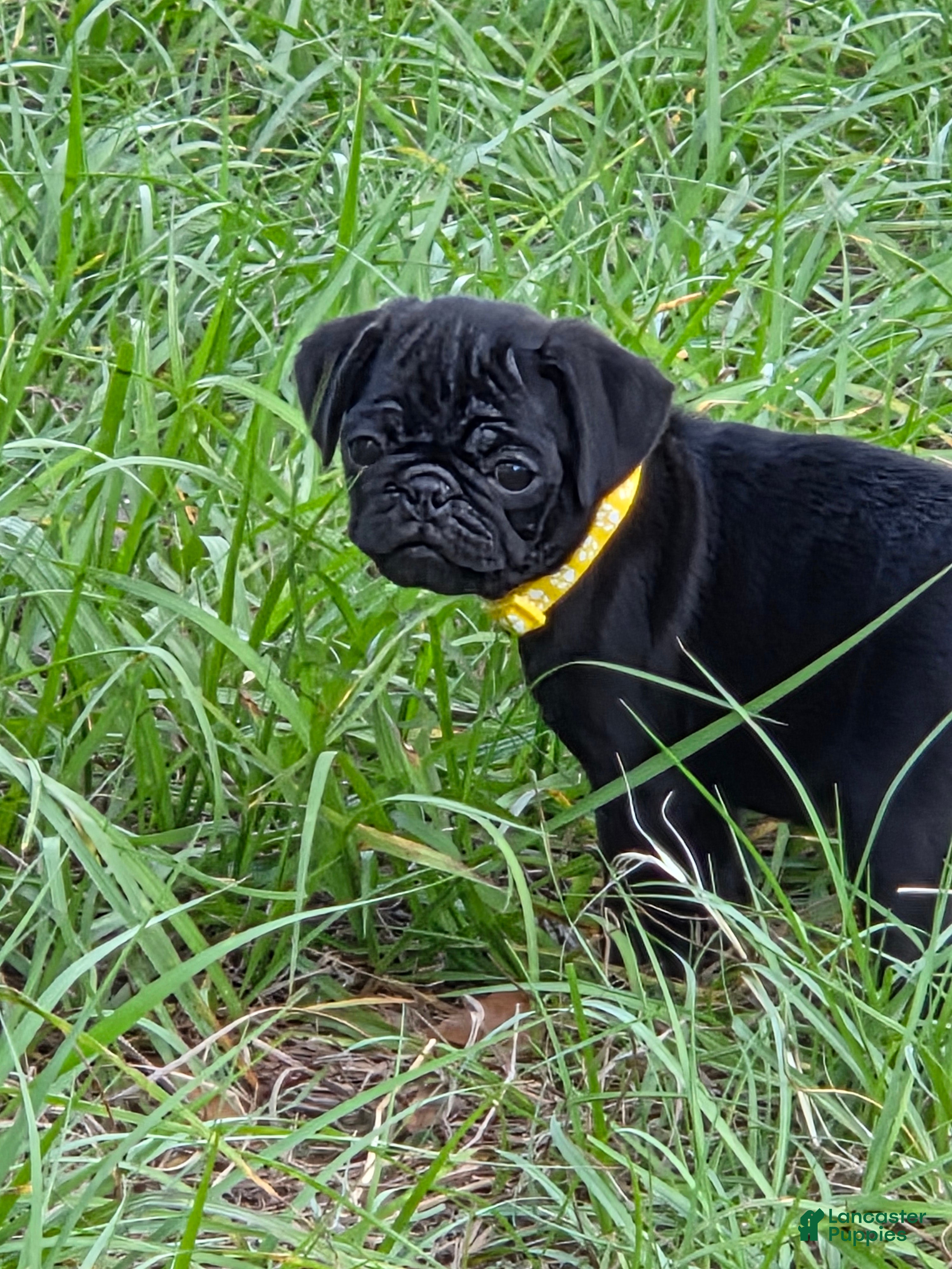 Pug dogs Chloe  - Ad 2