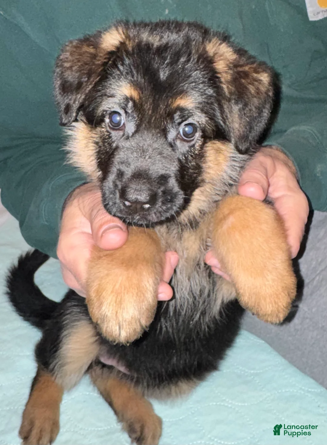 German Shepherd dogs for sale: German Shepherd Puppy 4 - Ad 4