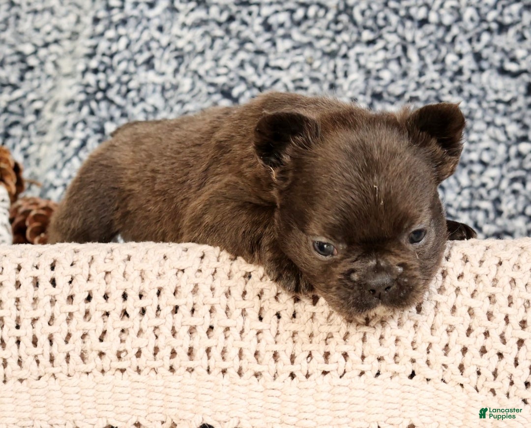 French Bulldog dogs for sale: Hank - Ad 7