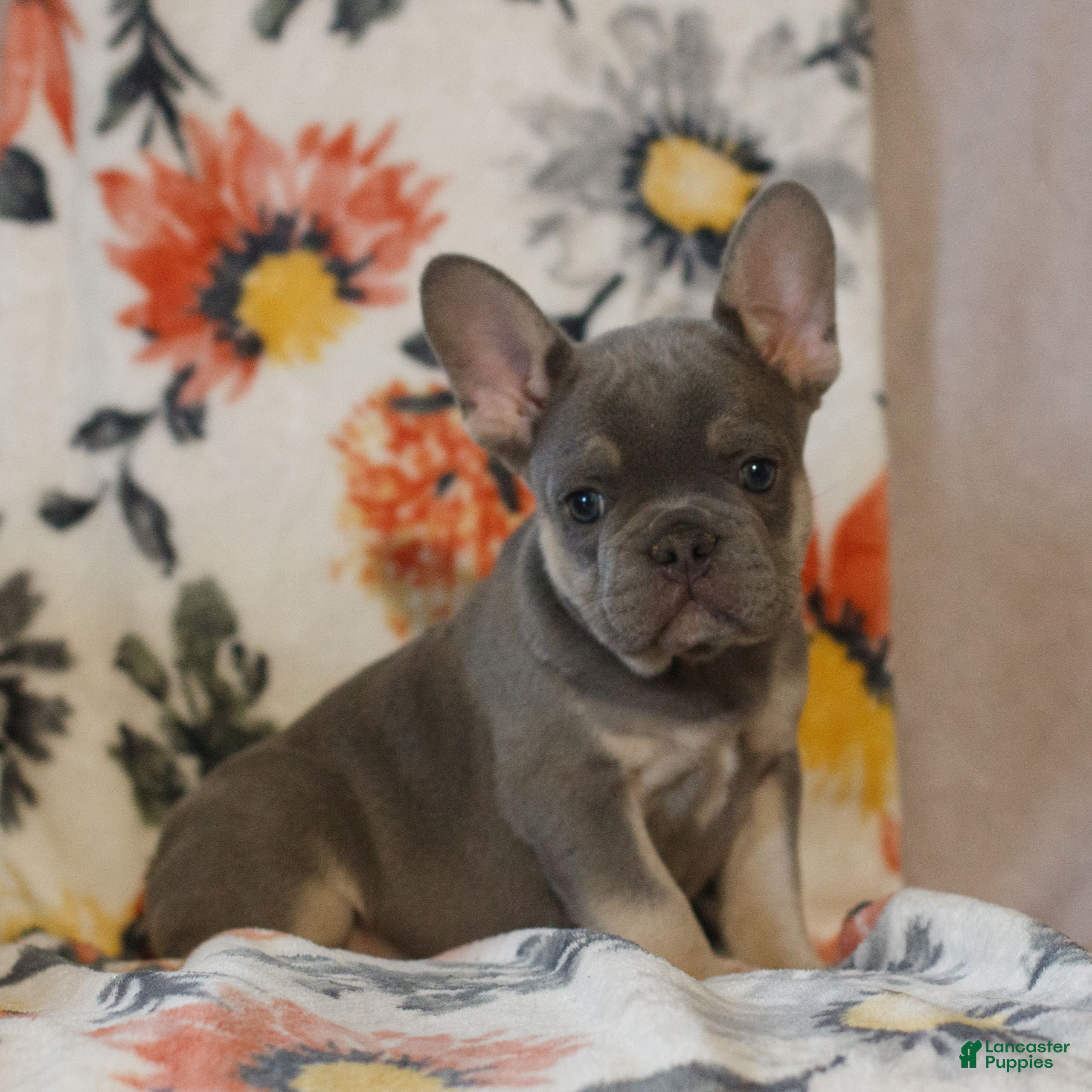 French Bulldog dogs Calvin  - Ad 1