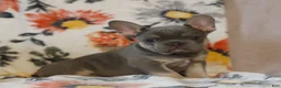French Bulldog dogs for sale: Calvin  - Ad 1