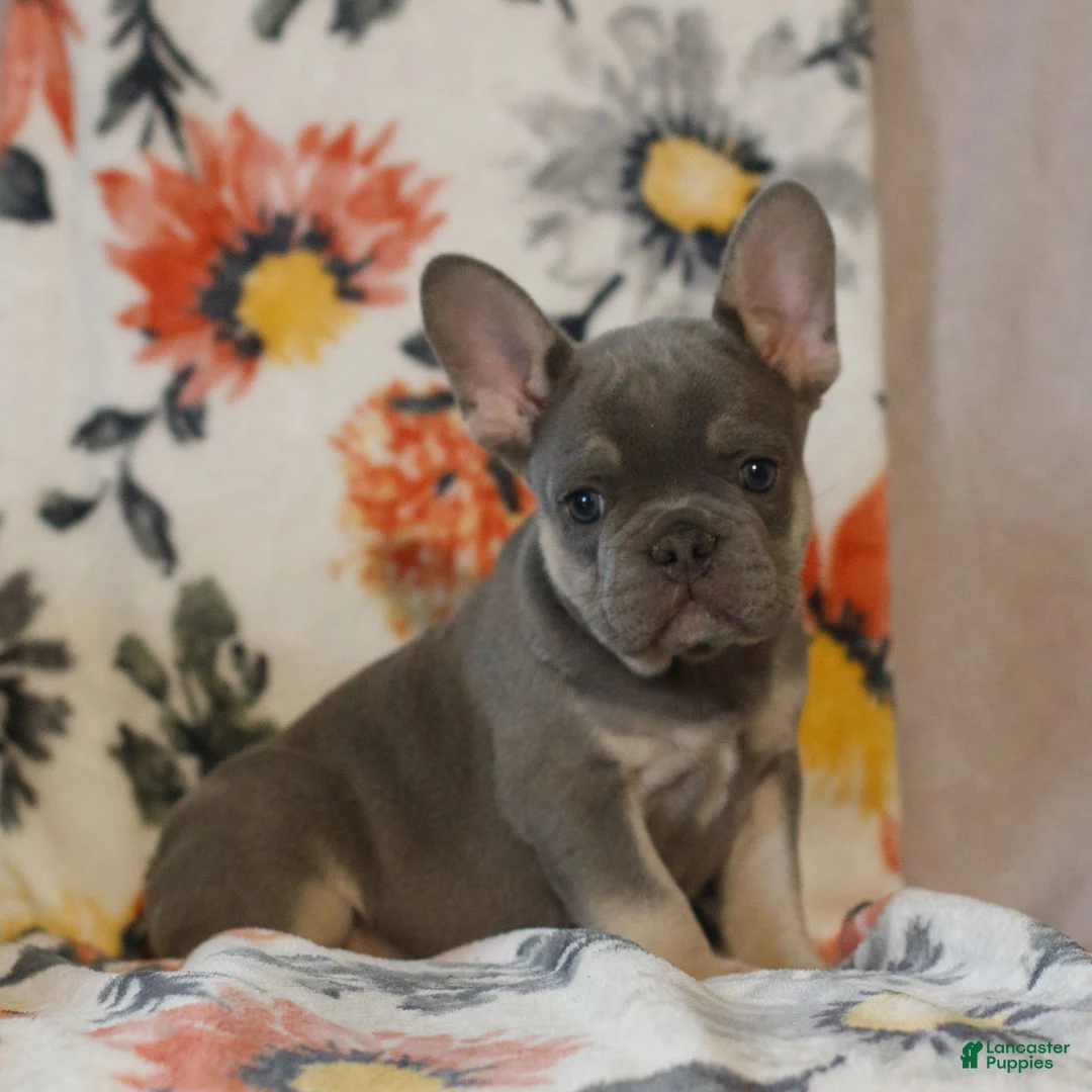 French Bulldog dogs for sale: Calvin  - Ad 1