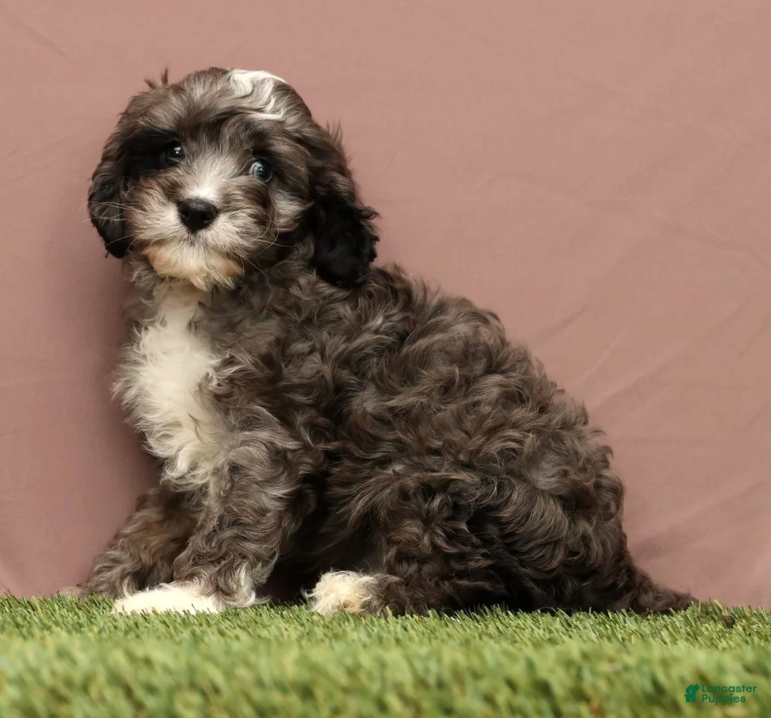 Cavapoo dogs for sale: Cooper - Ad 3