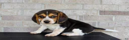 Beagle dogs for sale: Benji - Ad 4