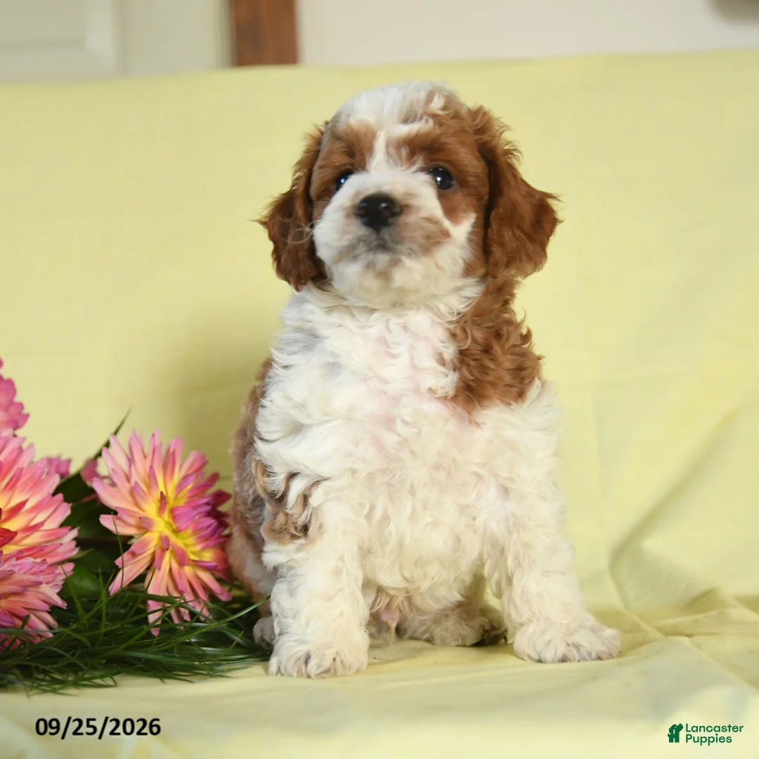 Mini Goldendoodle dogs for sale: Warrior - Ad 3