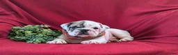 English Bulldog dogs for sale: Tanker - Ad 8