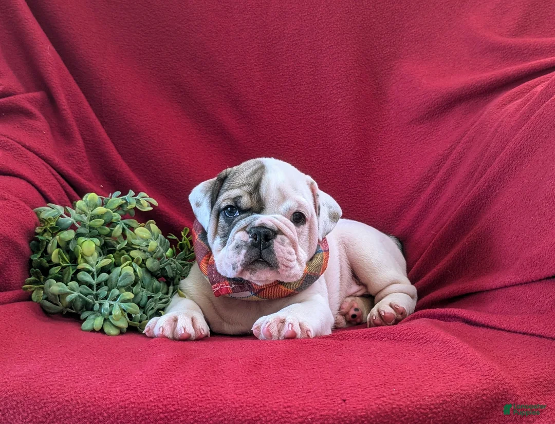 English Bulldog dogs for sale: Tanker - Ad 8