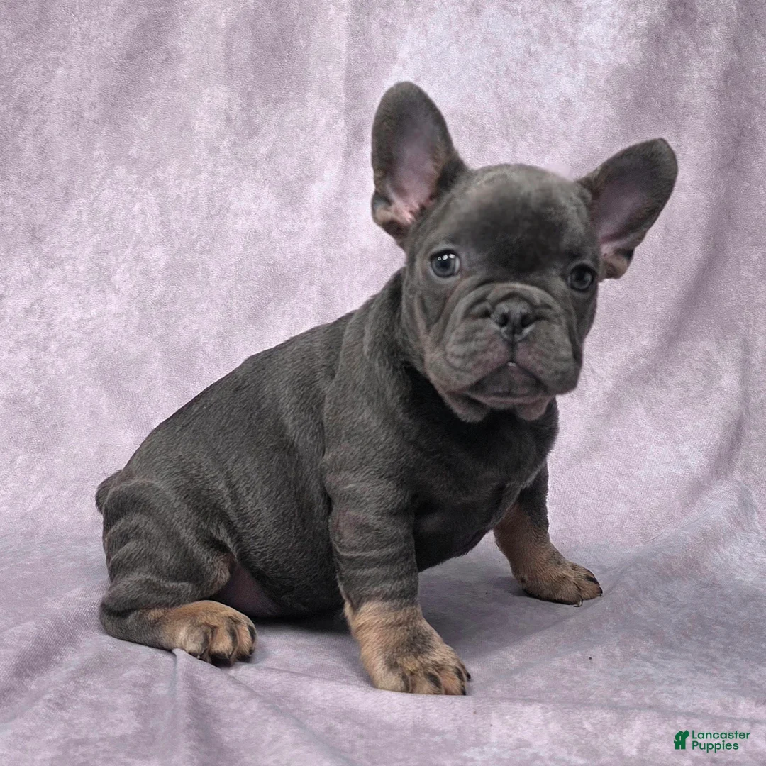 French Bulldog dogs for sale: Flynn - Ad 6