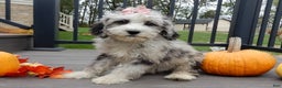 Sheepadoodle dogs for sale: Panda (medium) - Ad 12