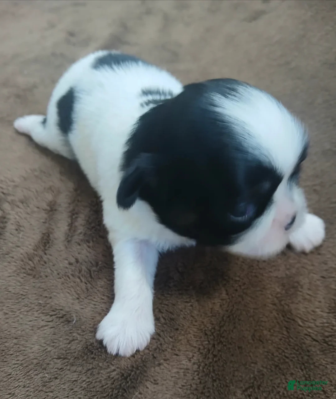 Shih Tzu dogs for sale: Imperial Sophia - Ad 2