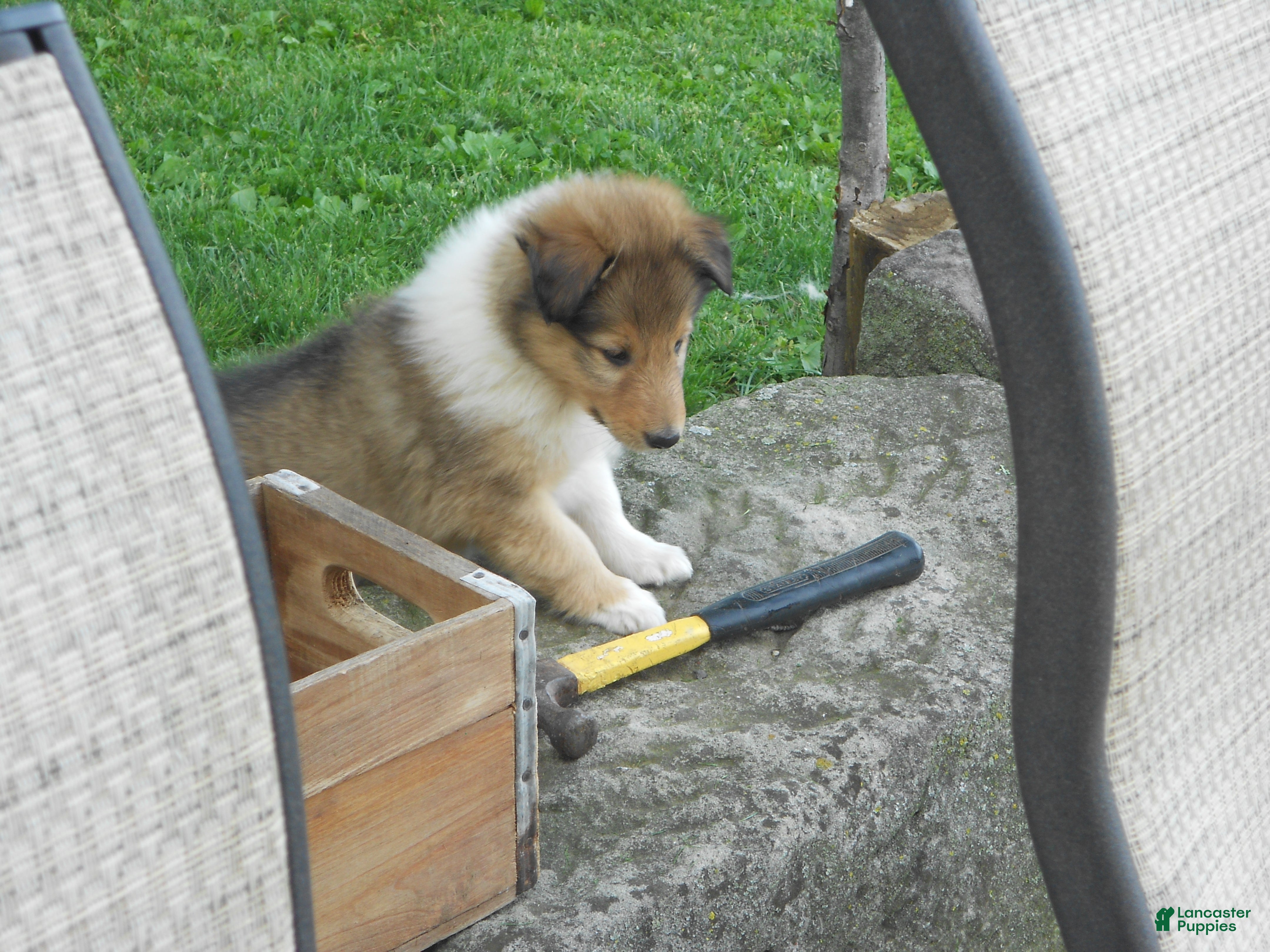 Collie dogs for sale: Bobby - Ad 4
