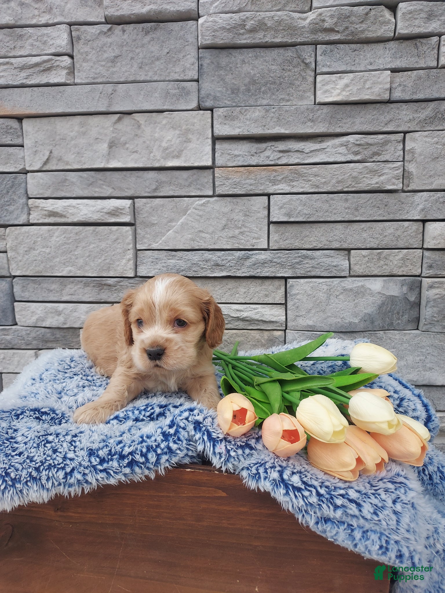 Cocker Spaniel dogs Max - Ad 2