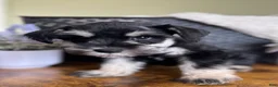 Miniature Schnauzer dogs for sale: Rosie - Ad 7