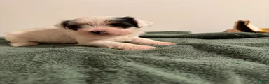 Yorkshire Terrier 1