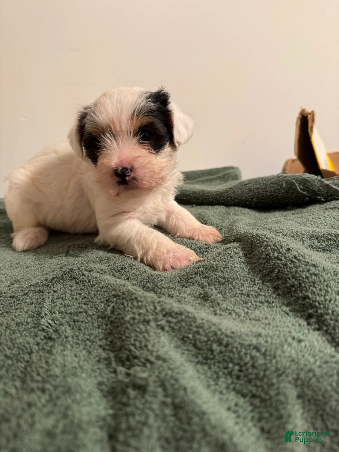 Yorkshire Terrier dogs for sale: Yorkshire Terrier 1 - Ad 1