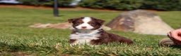 Miniature Australian Shepherd dogs for sale: Rudolph - Ad 8