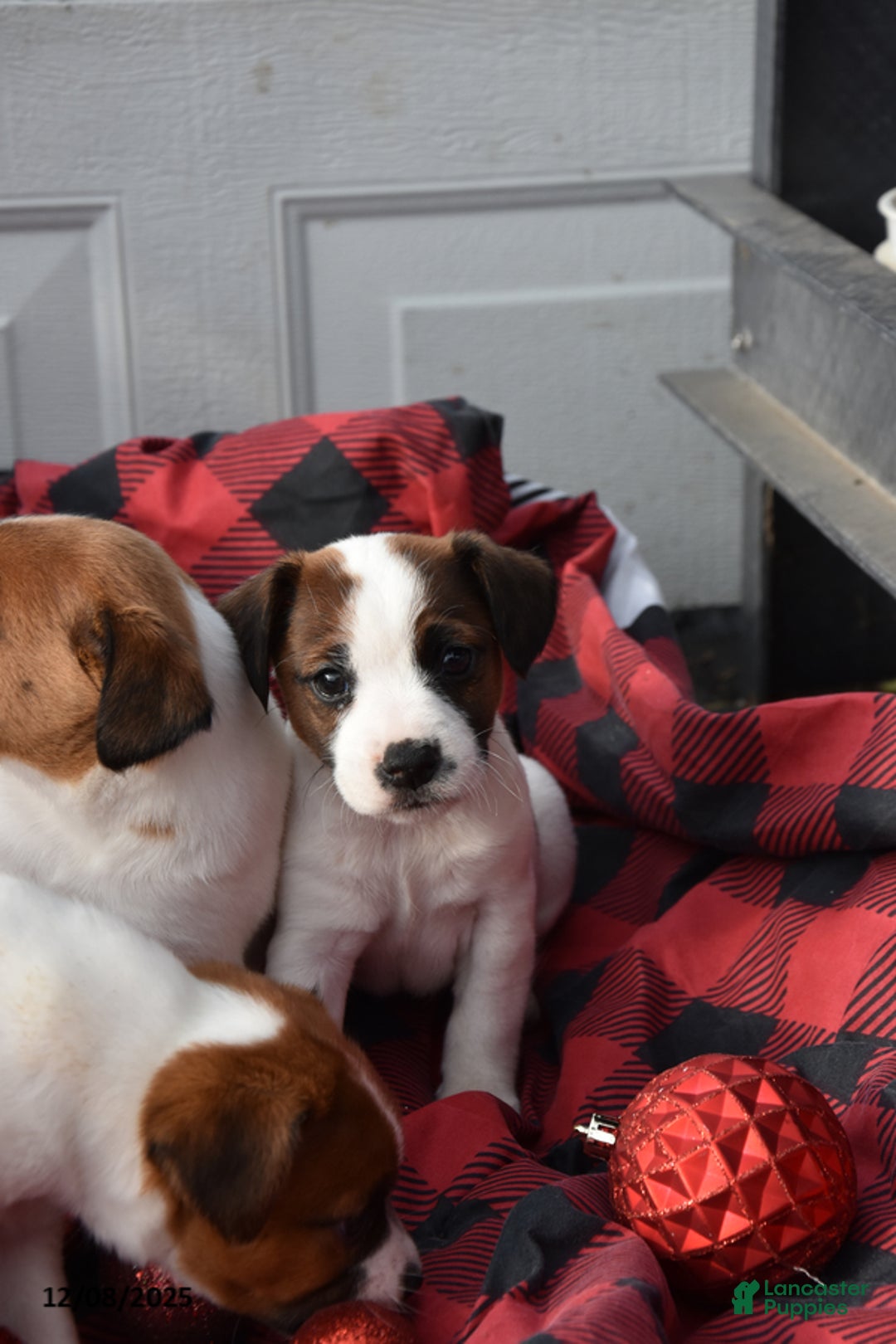 Jack Russell Terrier dogs for sale: Nyla - Ad 4