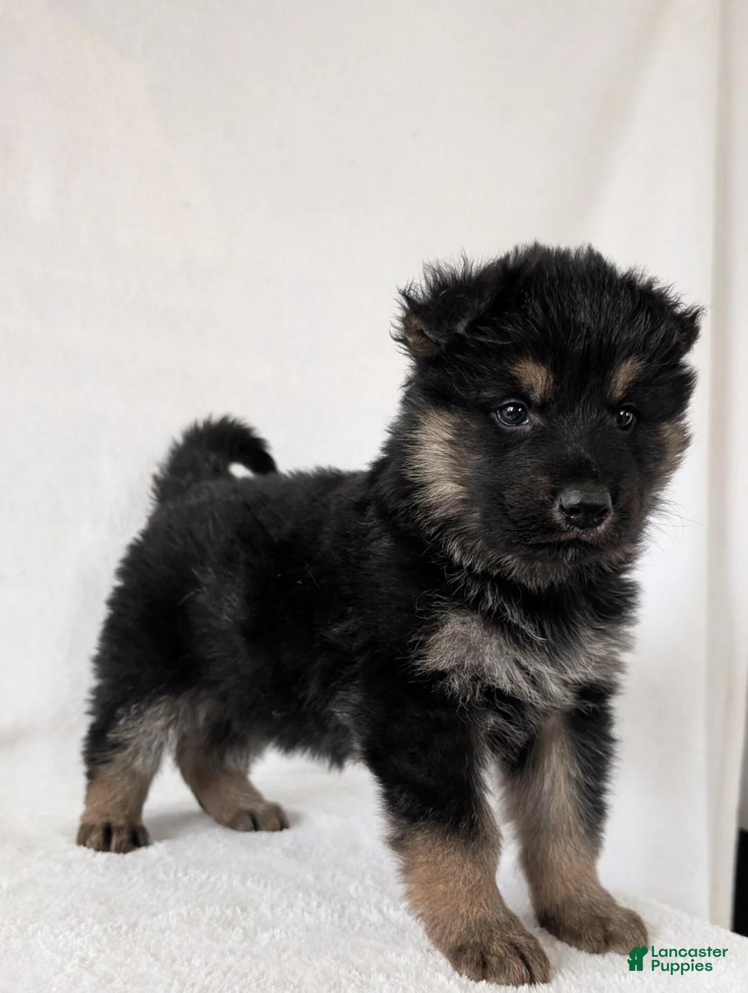 German Shepherd dogs for sale: Kenzie  - Ad 2