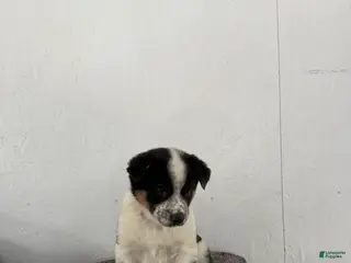 Mixed Breed dogs Oreo - Ad 37