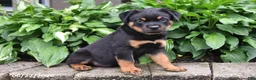 Rottweiler dogs for sale: Duke - Ad 5