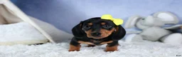 Miniature Dachshund dogs for sale: 🐾 MEET VANCE 🐶❤️ - Ad 3