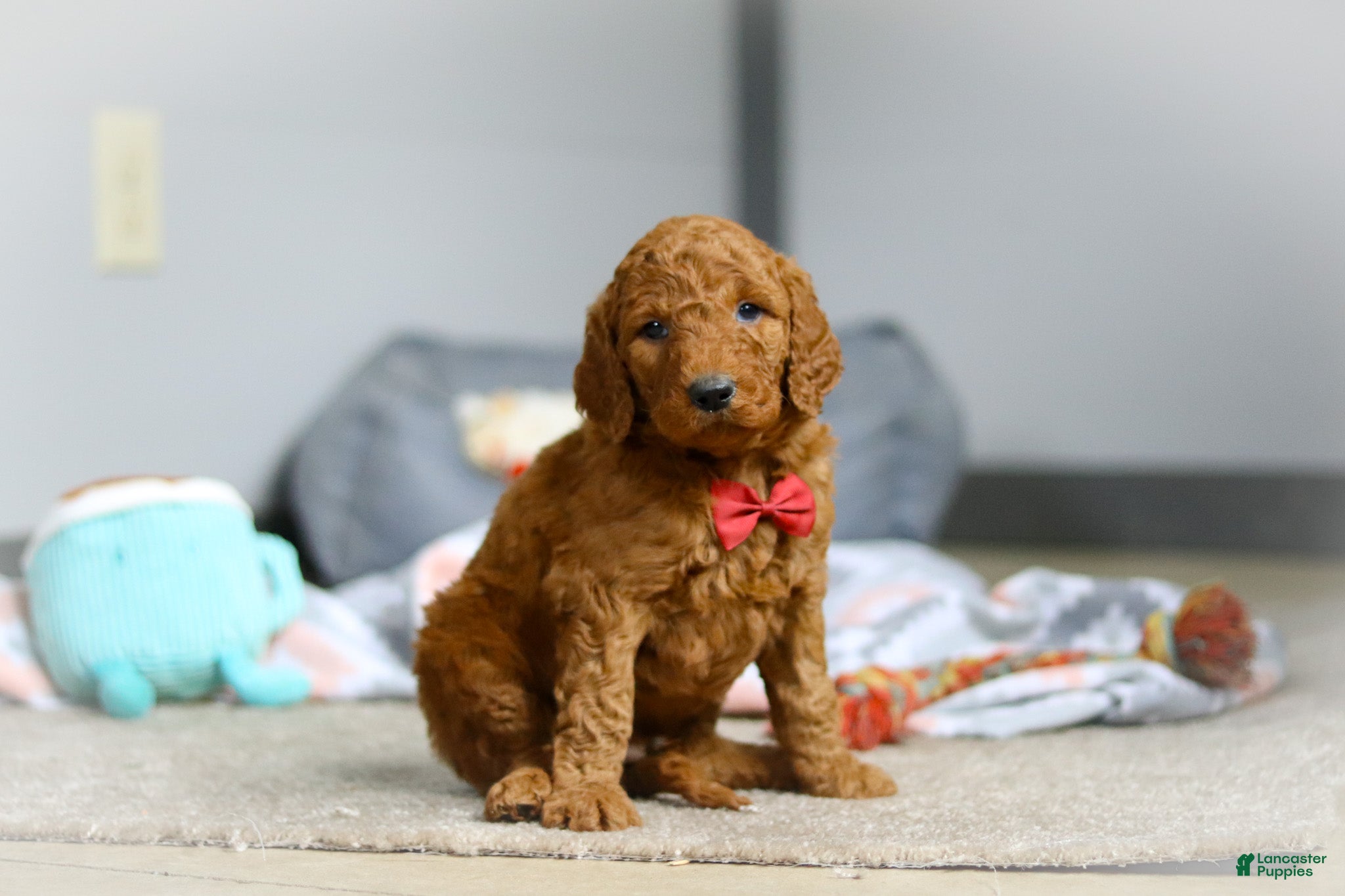 Goldendoodle dogs Milo F1b - Ad 1