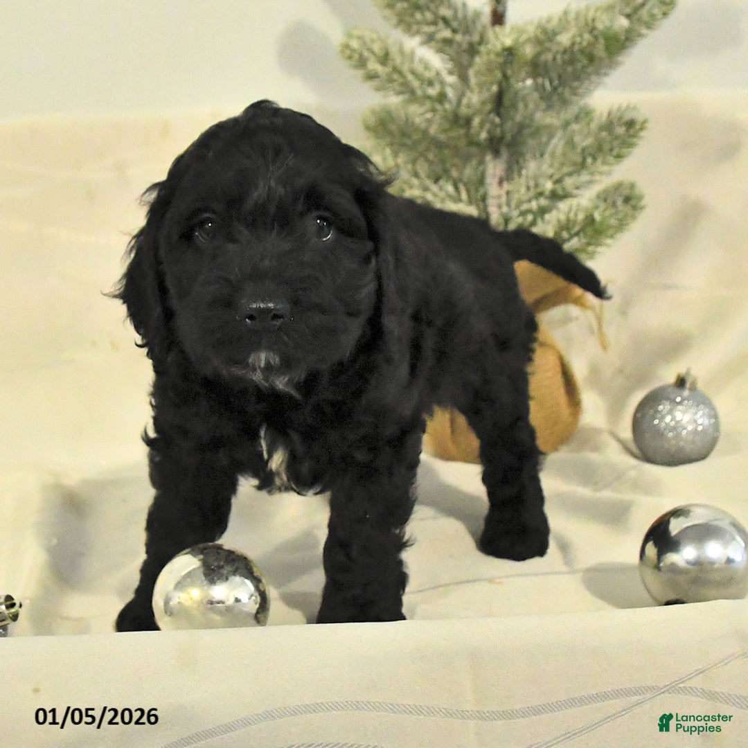 Cockapoo dogs for sale: Buster - Ad 3