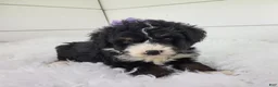 Bernedoodle dogs for sale: Becka - Ad 5