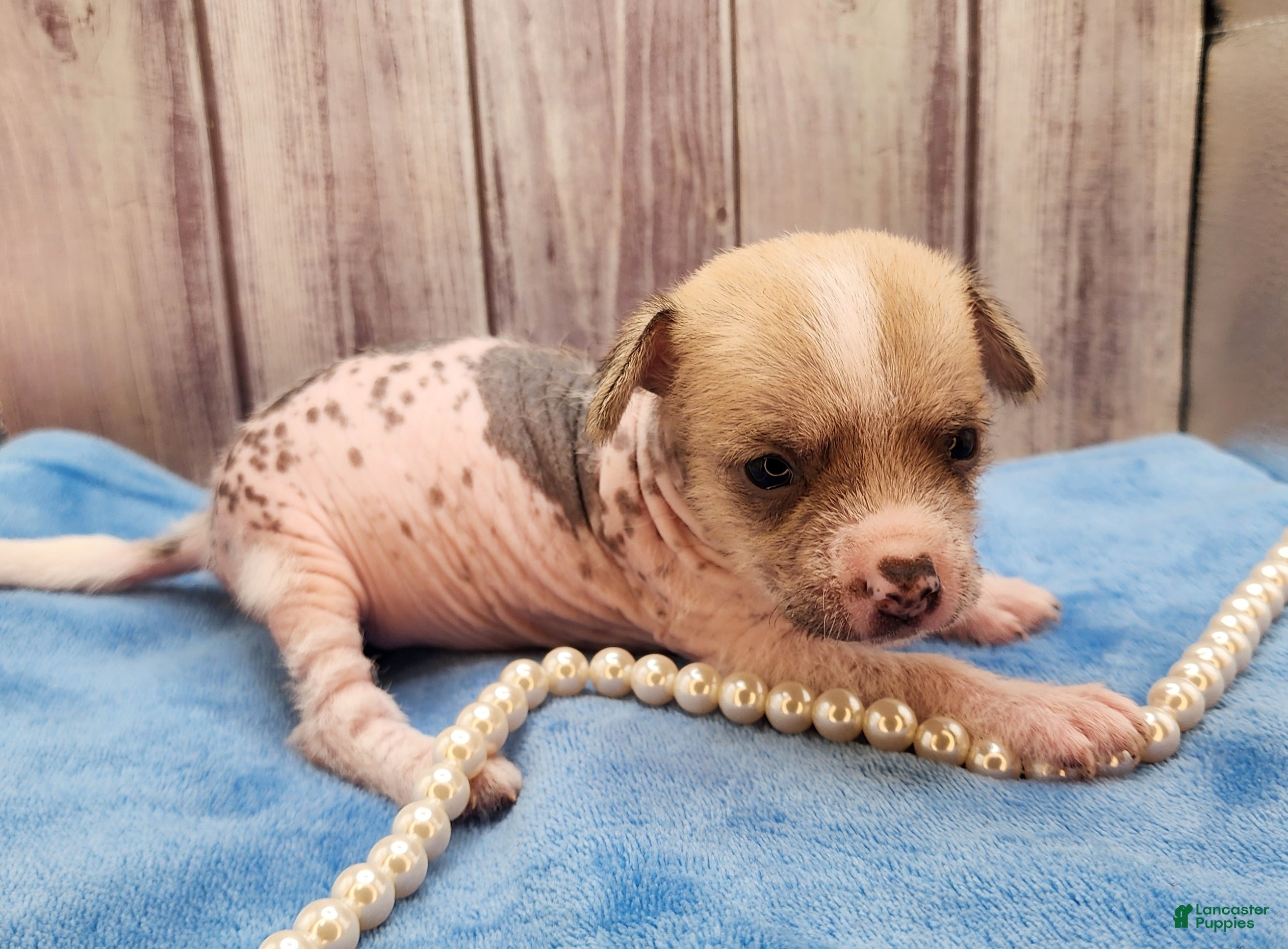 Mixed Breed dogs Beethoven - Ad 40